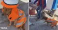 Perrito causa furor como supervisor de obra en Arequipa: “Rayos, llegó el jefe”