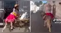 Joven sorprende al vender leche sobre burro en Arequipa: “Qué tiempos aquellos”