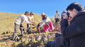 Comunidades campesinas logran recuperar 226 variedades de papa utilizando prácticas ancestrales