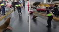 Lobo marino pasea por calles de Chimbote, pero retorna al mar con ayuda de un ingenioso sereno