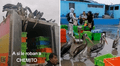 "Banda de los pelícanos": aves 'roban' pescados con disimulo a comerciantes y son furor en TikTok