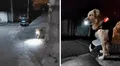 Perrito espera con una linterna a su dueña para guiarla a casa por las noches: “Ilumina su camino”