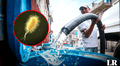 El 25% de hogares peruanos tiene agua contaminada con bacteria E. coli, según estudio