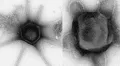 Científicos de EE. UU. descubren virus gigantes con brazos y colas nunca antes vistos