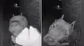 Perrito toca el timbre de su vecino en la madrugada y enternece en redes: “Qué bello”