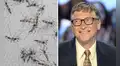 ¿Por qué Bill Gates tiene una granja en Sudamérica que produce 30 millones de mosquitos?