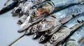 Presencia de anchovetas juveniles es mayor del 50% en pesca exploratoria