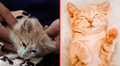 ¿Por qué se cree que los gatos son menos cariñosos que los perros? Expertas responden
