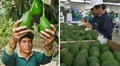 Ni China ni EE. UU.: ¿cuál es el principal destino de exportación de la aclamada palta peruana?
