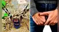Cierran supermercado tras hallar peligrosa araña que puede generar largas y dolorosas erecciones