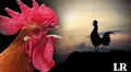 El verdadero motivo por el que los gallos cantan: ¿sabías que no es para despertar a las personas?