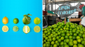 Limón Tahití, cañita y más: ¿cuántas variedades se venden en Perú, a cuánto el kilo y para qué se usan?