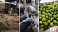 Donan caja de limones para ayudar a albergue de perritos en Cusco: “Hermoso gesto”