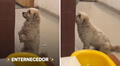 "Tan lindo y respetuoso": perrito en Cusco pide comida en restaurante y las redes se 'derriten'