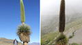 Los bosques de puya Raimondi en La Libertad: ¿dónde se ubican y cómo llegar?
