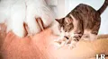¿Por qué los gatos masajean a los humanos? Esta es la insólita razón