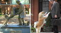 Hachiko: 100 años esperando en la estación, la conmovedora historia de fidelidad de un perro