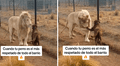 León blanco sorprende al besar la pata de un perro en su recinto y usuarios bromean: “Don Perrone”