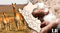 La vicuña, el animal de Sudamérica que tiene la lana más cara del mundo: ¿cuál es su valor?