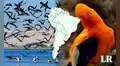 El país de Sudamérica que superó a Colombia con la mayor diversidad de aves del mundo