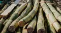 Producción de caña para la industria azucarera en el Perú superó las 10 millones TM en 2023