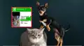 ¿Mascotas sin registro en CDMX? Todo sobre las nuevas multas y el RUAC para gatos y perros