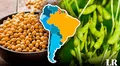 Un país de Sudamérica es el más grande productor de soya en el mundo: posee el 56% de la oferta global