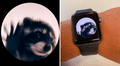 ¿Cómo tener la imagen de Pedro, el mapache viral de TikTok, en la pantalla de tu smartwatch?