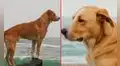 Del abandono a estrella en 'Vaguito': la emotiva historia del perro que brilla en la película