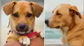 ¡'Vaguito' DERROTÓ a 'Chabuca' y 'Vivo o muerto'!: película de perrito es la más vista en todos los cines