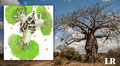 El misterioso origen de los baobabs: el 'árbol de la vida' que sale en el cuento El Principito