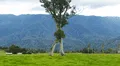 Conoce al extraño 'árbol andante' de 32 metros que sobrevivió a la tala de su bosque en Nueva Zelanda