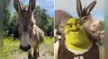 El verdadero burro que inspiró al personaje de 'Shrek' ganará una jubilación millonaria: conoce su historia