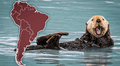 El ÚNICO país de Sudamérica con la mayor cantidad de nutrias en la región: descubrió una nueva especie en el mundo