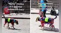 Perrito con traje inca roba miradas en desfile del Mes Jubilar en Cusco: "Solo en Perú"