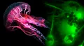El único animal que no respira y no necesita oxígeno para sobrevivir: se parece a una medusa