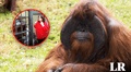 El primer orangután que 'hablaba' con los humanos: sabía lengua de señas, limpiaba su habitación y más