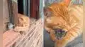 Gatito y ratón protagonizan clip viral y usuarios bromean: “Tom y Jerry en la vida real”