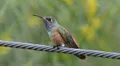 Las 5 especies de colibríes que puedes hallar en Lima si observas con atención y qué lugares frecuentan