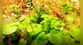 La planta más difícil de cultivar en la Tierra crece en América: cada kilo puede valer hasta US$380