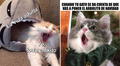 ¡Gatitos virales! Los mejores memes del Día Internacional del Gato que te harán reír sin parar"