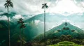 La palmera más alta del mundo está en América Latina: obtuvo un récord Guinness, pero su conservación está en peligro