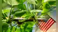 La planta medicinal “inmortal” que fortalece la memoria: se encuentra en Estados Unidos y Sudamérica