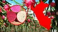 Se cultiva en Perú, tiene más de 200 variedades y es conocida como la fruta del fuego y del dragón