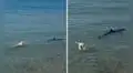 Perrito se lanzó al mar para morderle la cola a tiburón y escena es viral: ¡No, Firulais!”