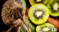 'Kiwi' el ave con nombre de fruta que no vuela: tiene fosas nasales en su pico y es símbolo de un país