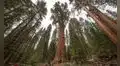 El árbol más alto del mundo tiene más de 2.100 años, mide más de 82 metros y queda en esta ciudad de Estados Unidos