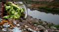 Verduras en Lima se riegan con agua del río Rímac que contiene bacterias resistentes a antibióticos, según científicos