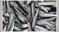 Anchoveta: se podrán capturar 2,51 millones de toneladas en segunda temporada