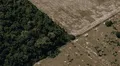 Crisis ambiental: más de un tercio de todas las especies de árboles en el mundo están en peligro de extinción
